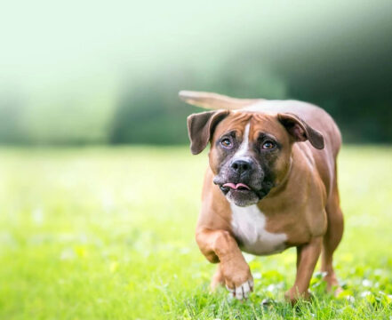 Dogue Brasileiro: O guardião tupiniquim que rouba corações