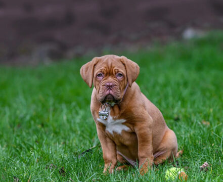Dogue de Bordeaux - foto 1