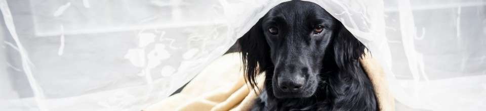 Flat Coated Retriever: o guia completo que você precisa ler