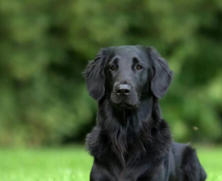 Flat Coated Retriever - foto 1