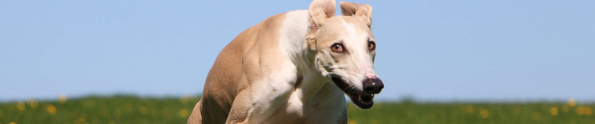 Galgo Espanhol: o atleta de alma doce que vai te conquistar