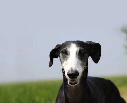 Galgo Espanhol - foto 1