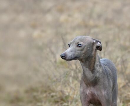 Galguinho italiano: o menor dos galgos, gigante no carisma