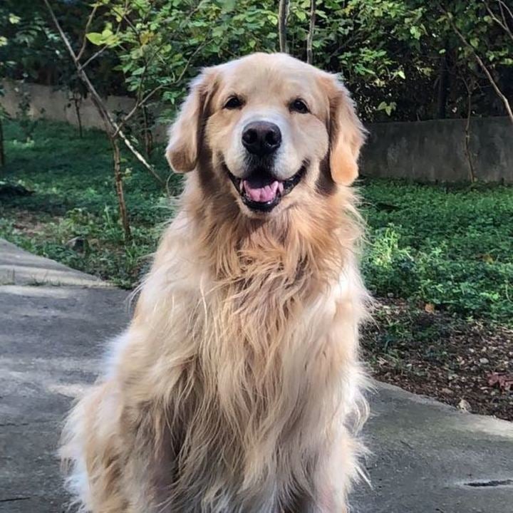 Golden Retriever - foto 1
