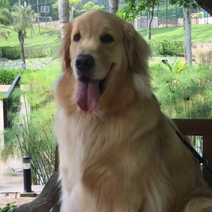 Golden Retriever - foto 2