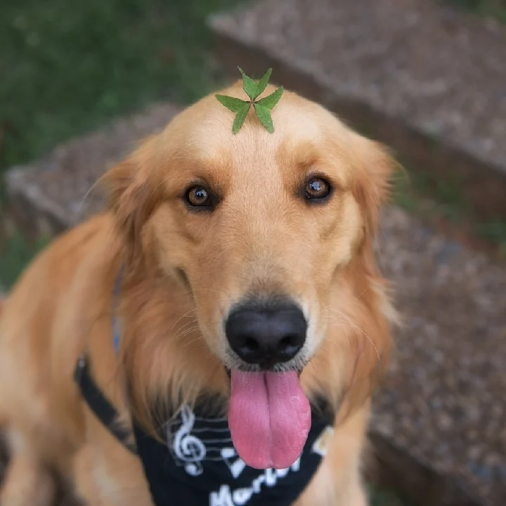 Golden Retriever - foto 3