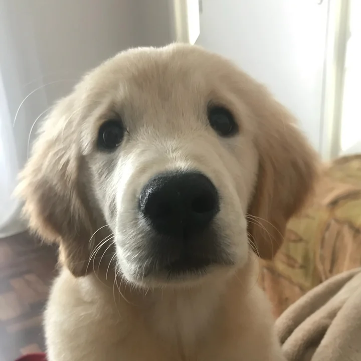 Golden Retriever - foto 4