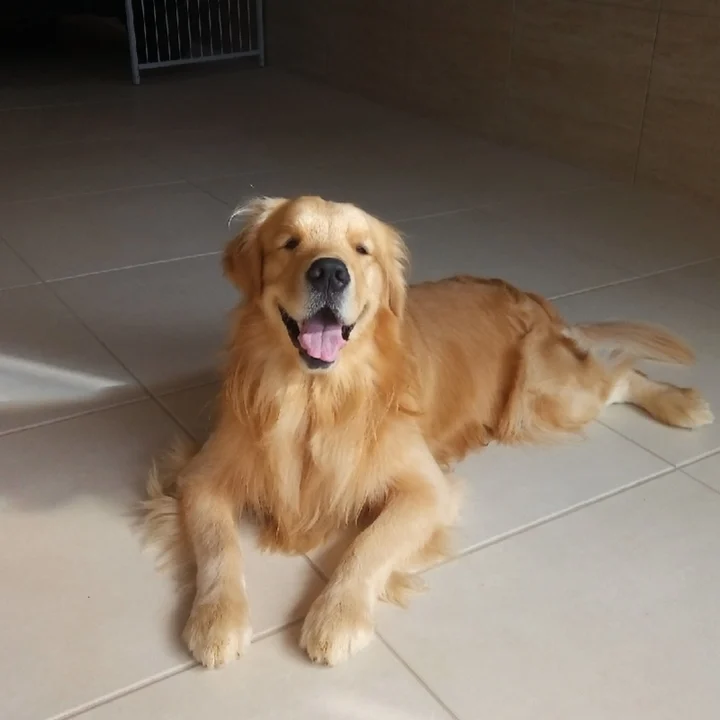 Golden Retriever - foto 5