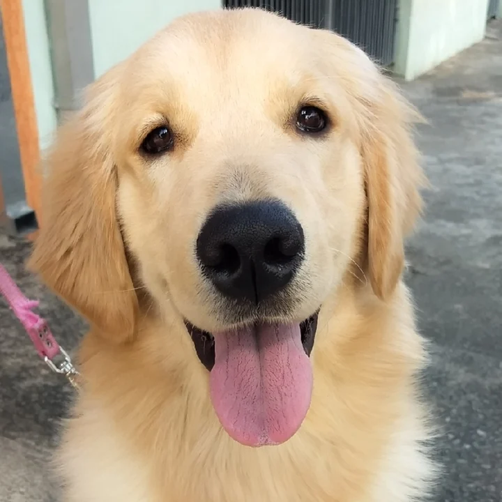 Golden Retriever - foto 6
