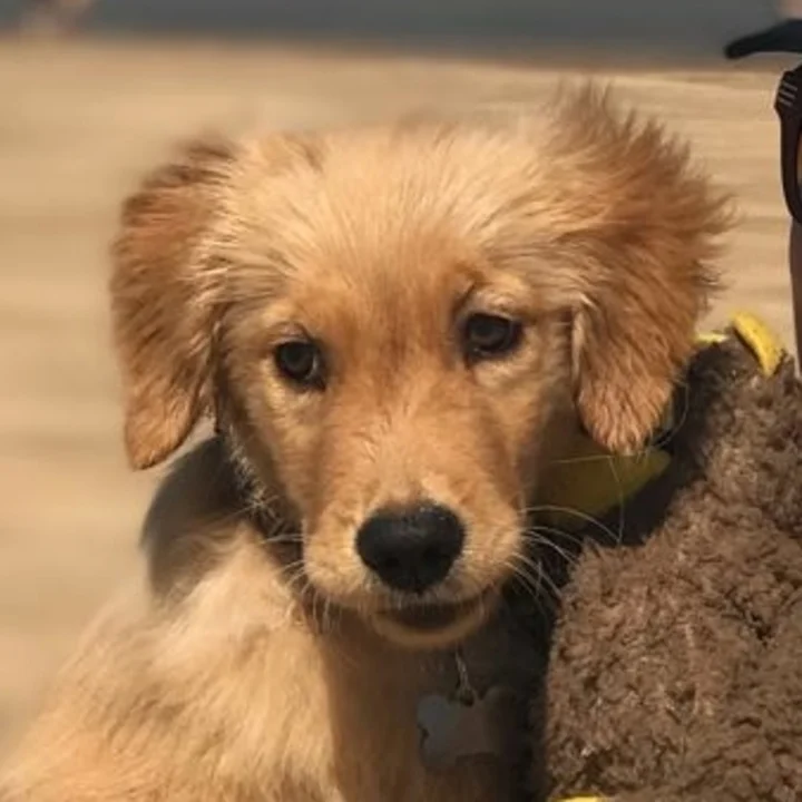 Golden Retriever - foto 7