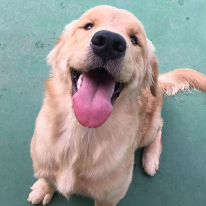 Golden Retriever - foto 8