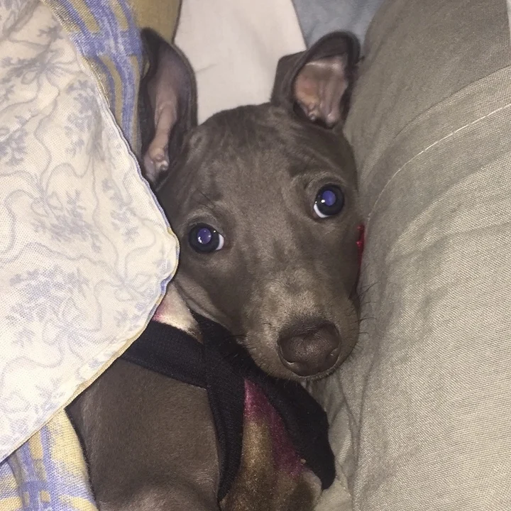 Greyhound - foto 1