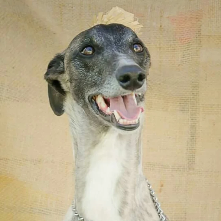 Greyhound - foto 2