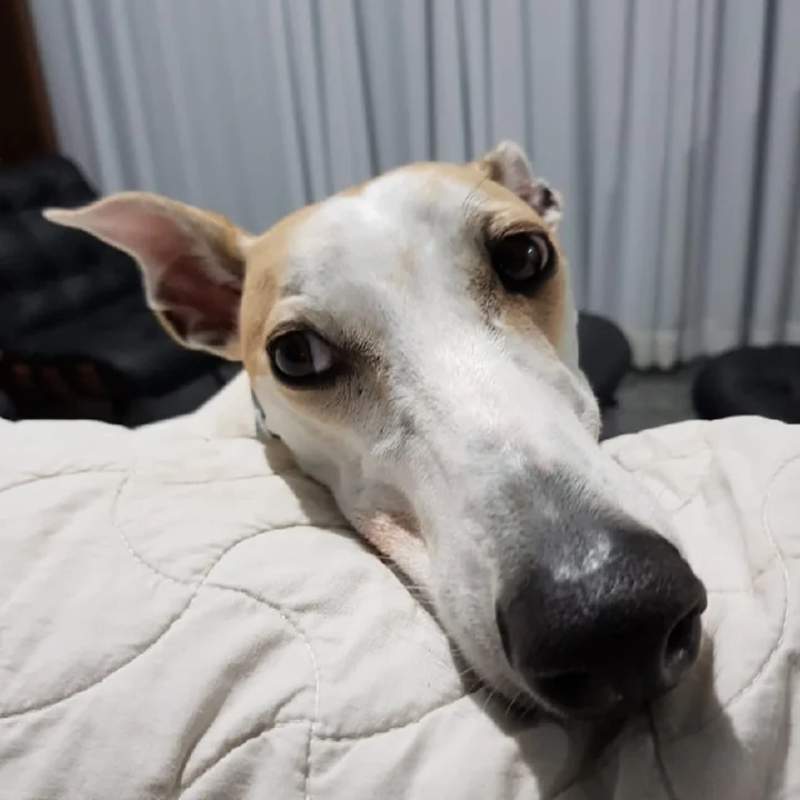 Greyhound - foto 4