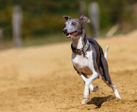 Greyhound - foto 5