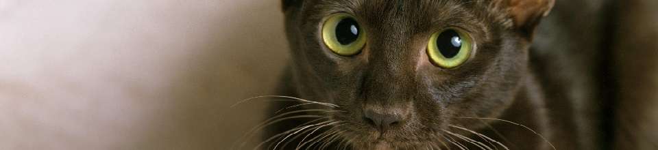 Havana: o gato de chocolate que vai te hipnotizar