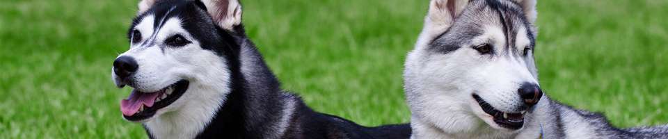 Husky Siberiano: o atleta de gelo que derrete corações