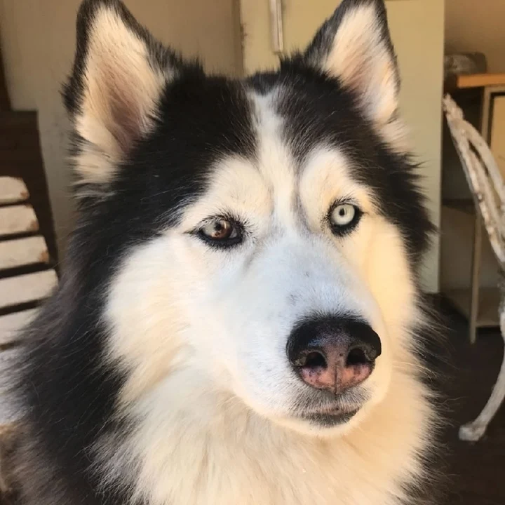 Husky Siberiano - foto 1