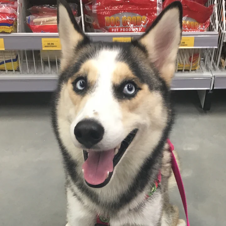 Husky Siberiano - foto 2