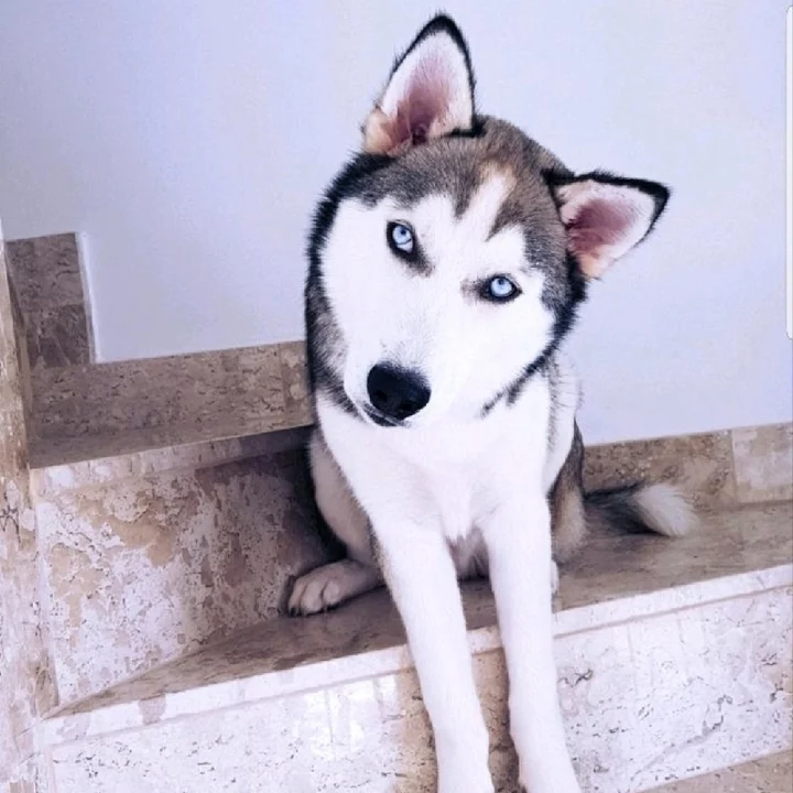Husky Siberiano - foto 3