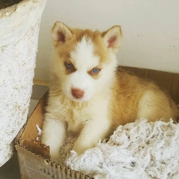 Husky Siberiano - foto 4