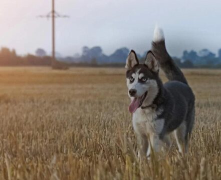 Husky Siberiano - foto 5