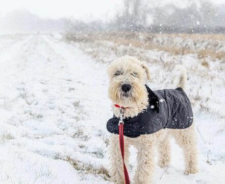 Irish Soft Coated Wheaten Terrier - foto 1