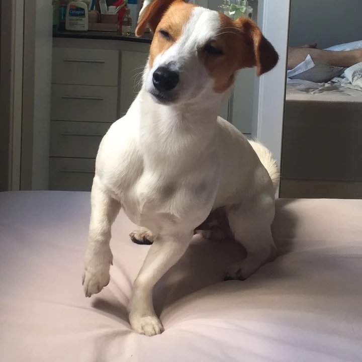Jack Russell Terrier - foto 1