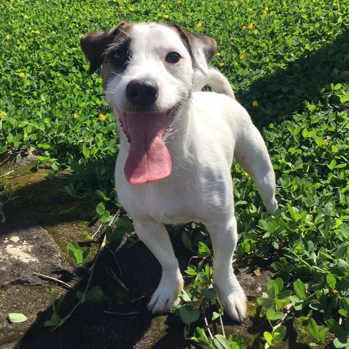 Jack Russell Terrier - foto 2
