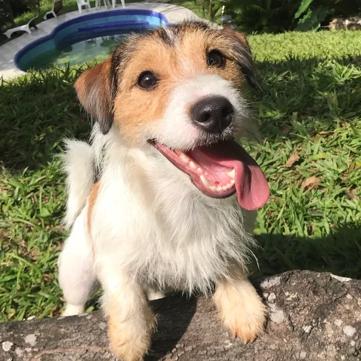 Jack Russell Terrier - foto 3