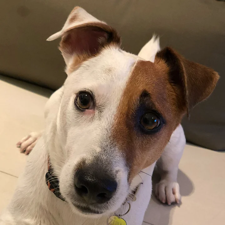 Jack Russell Terrier - foto 4