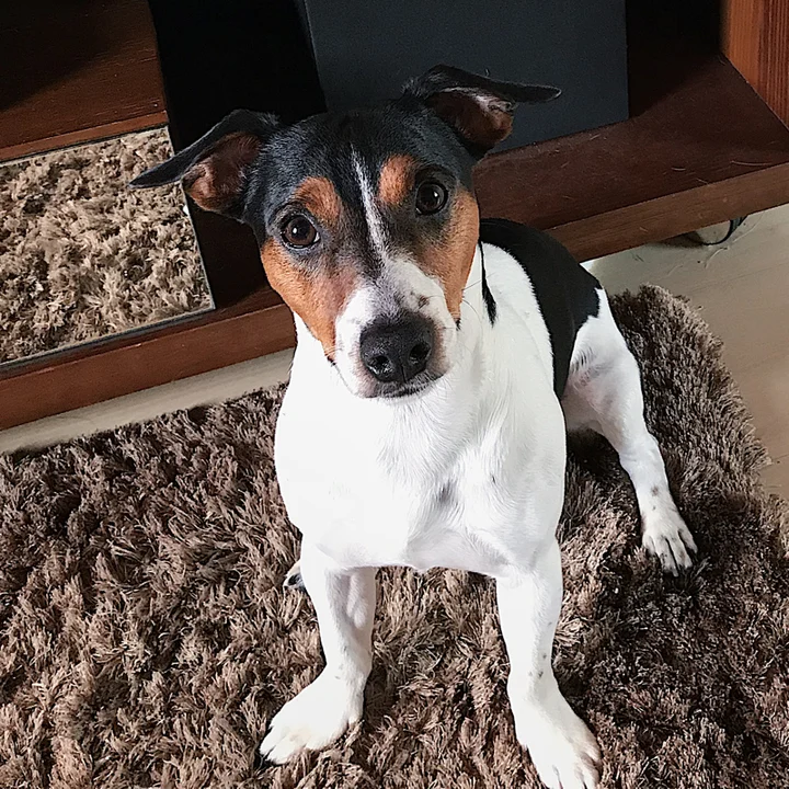 Jack Russell Terrier - foto 5