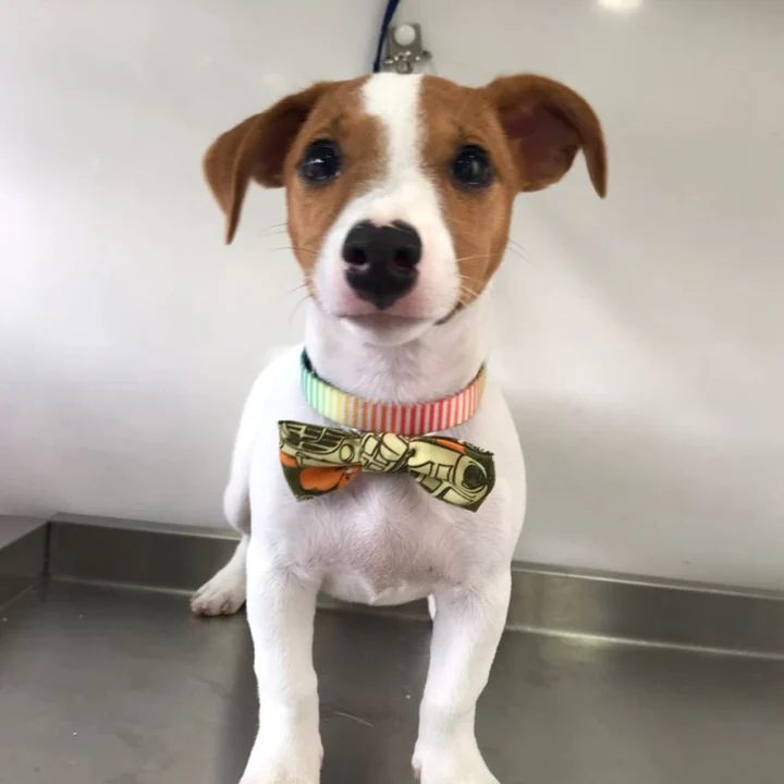 Jack Russell Terrier - foto 6