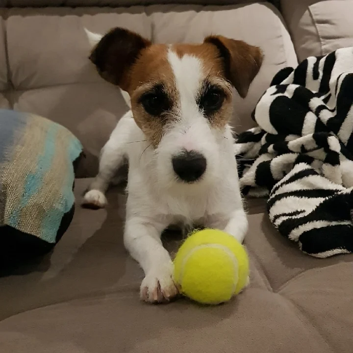 Jack Russell Terrier - foto 7