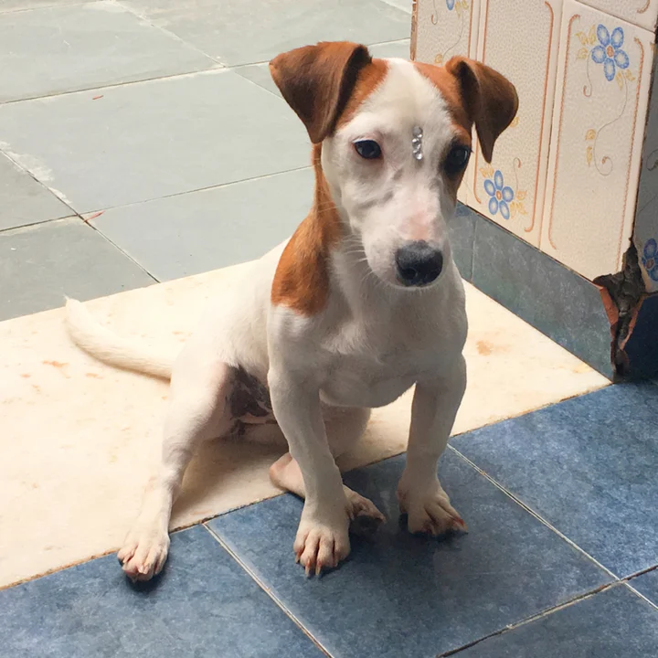 Jack Russell Terrier - foto 8