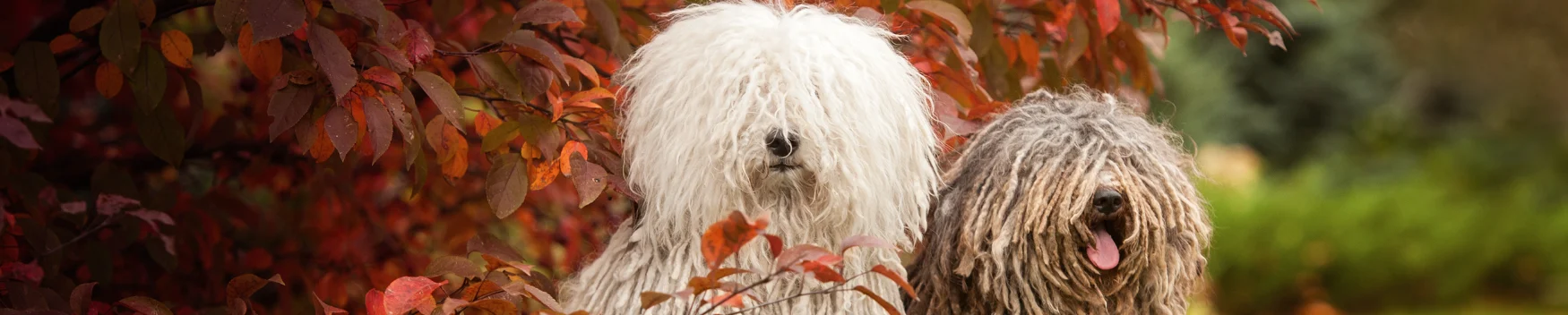 Komondor: O Guardião de Rasta que Você Precisa Conhecer