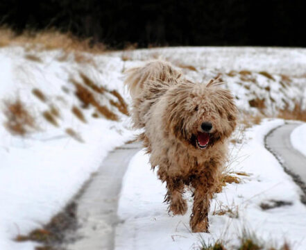 Komondor - foto 1