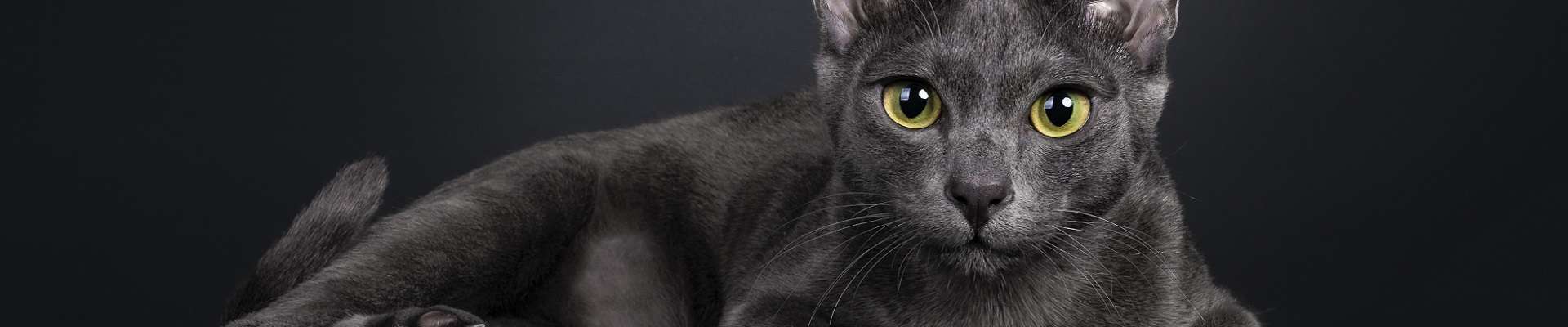 Korat: o gato azul que traz sorte e exige colo