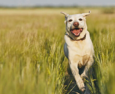 Labrador: o furacão de alegria que vai dominar sua casa