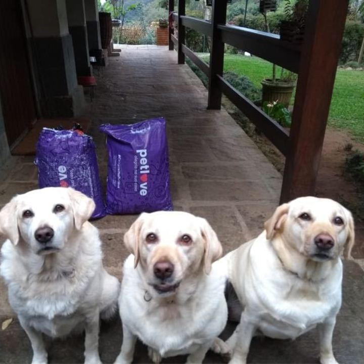 Labrador Retriever - foto 1