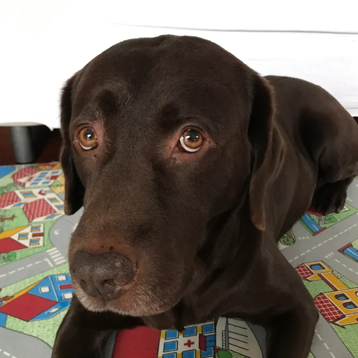 Labrador Retriever - foto 2