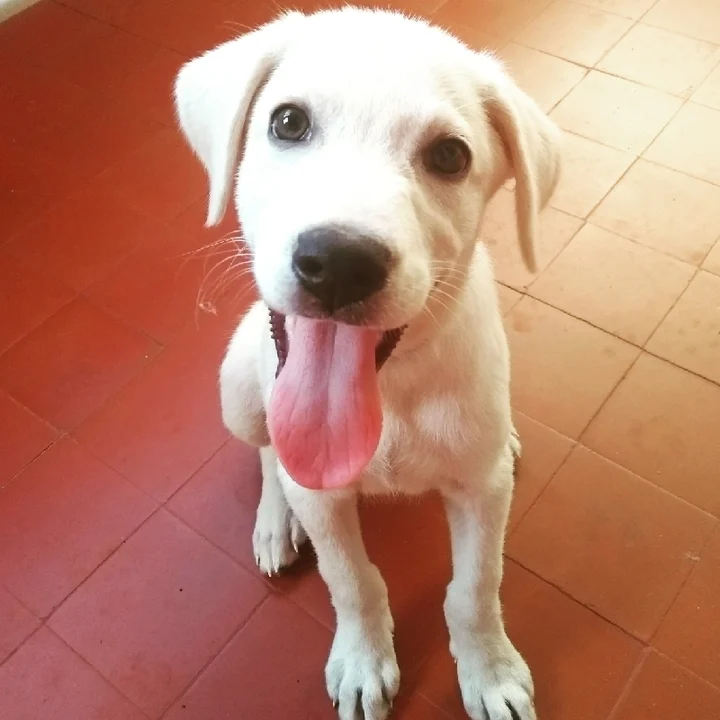 Labrador Retriever - foto 3
