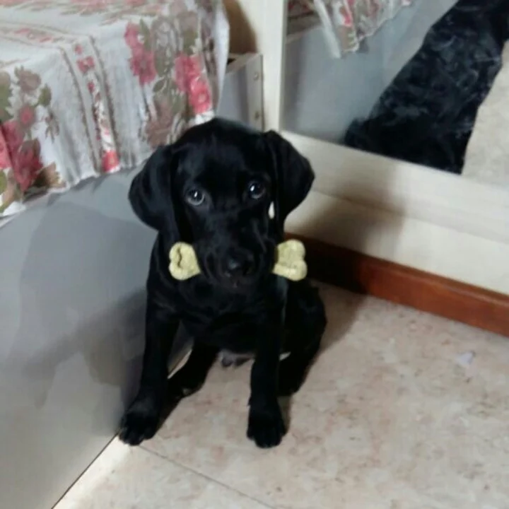 Labrador Retriever - foto 4