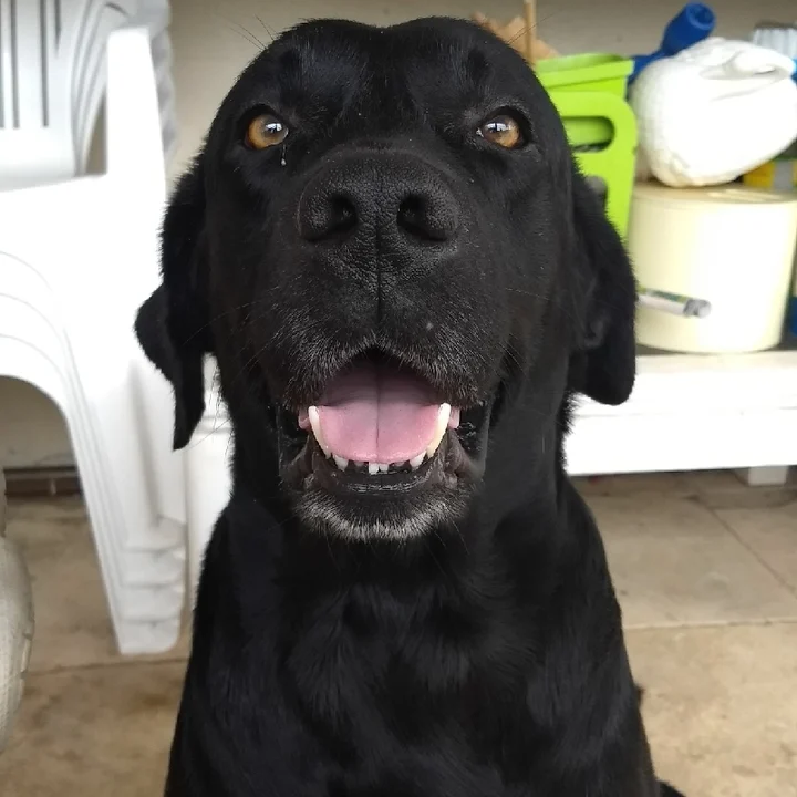 Labrador Retriever - foto 5
