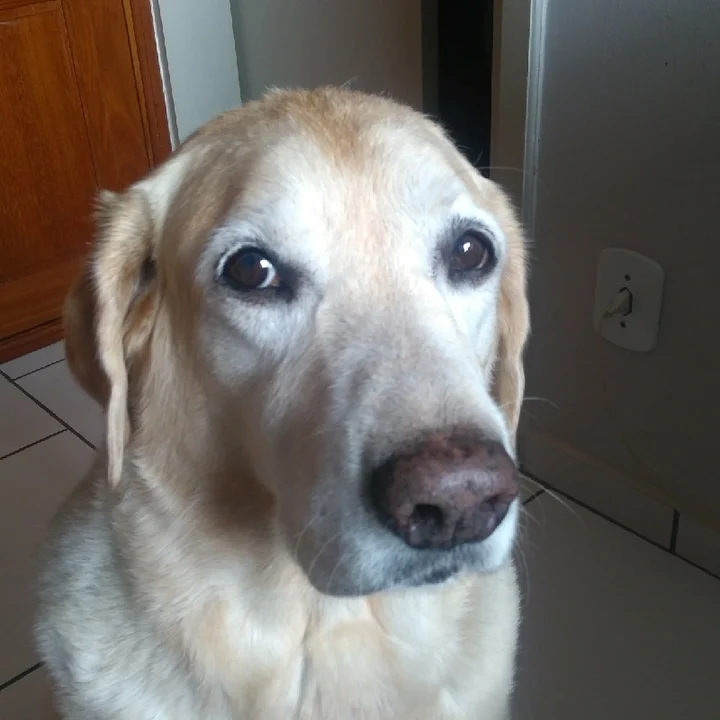 Labrador Retriever - foto 6