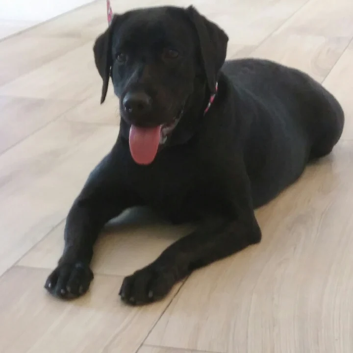 Labrador Retriever - foto 7