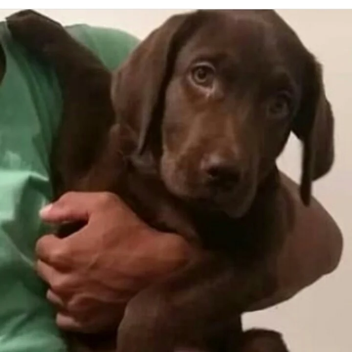 Labrador Retriever - foto 8