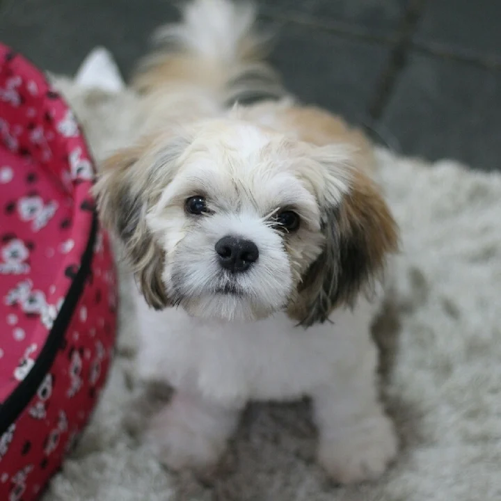 Lhasa Apso - foto 1
