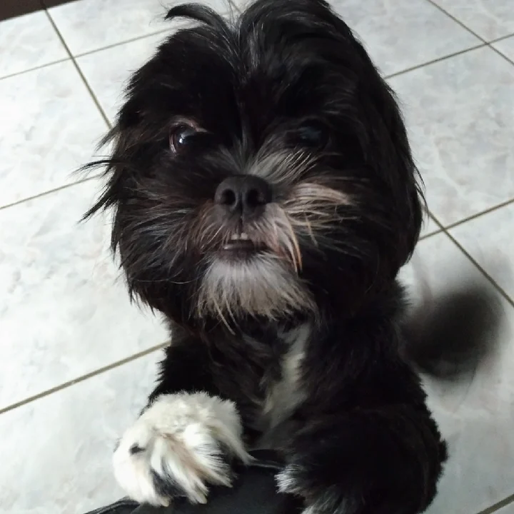 Lhasa Apso - foto 2