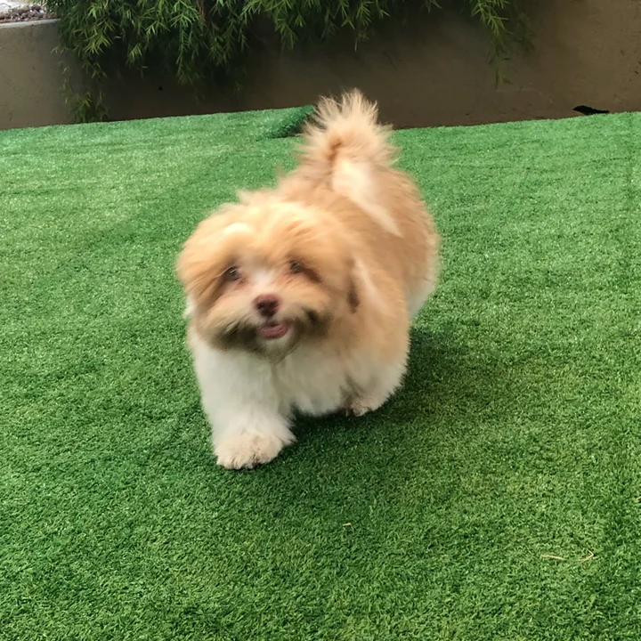 Lhasa Apso - foto 3
